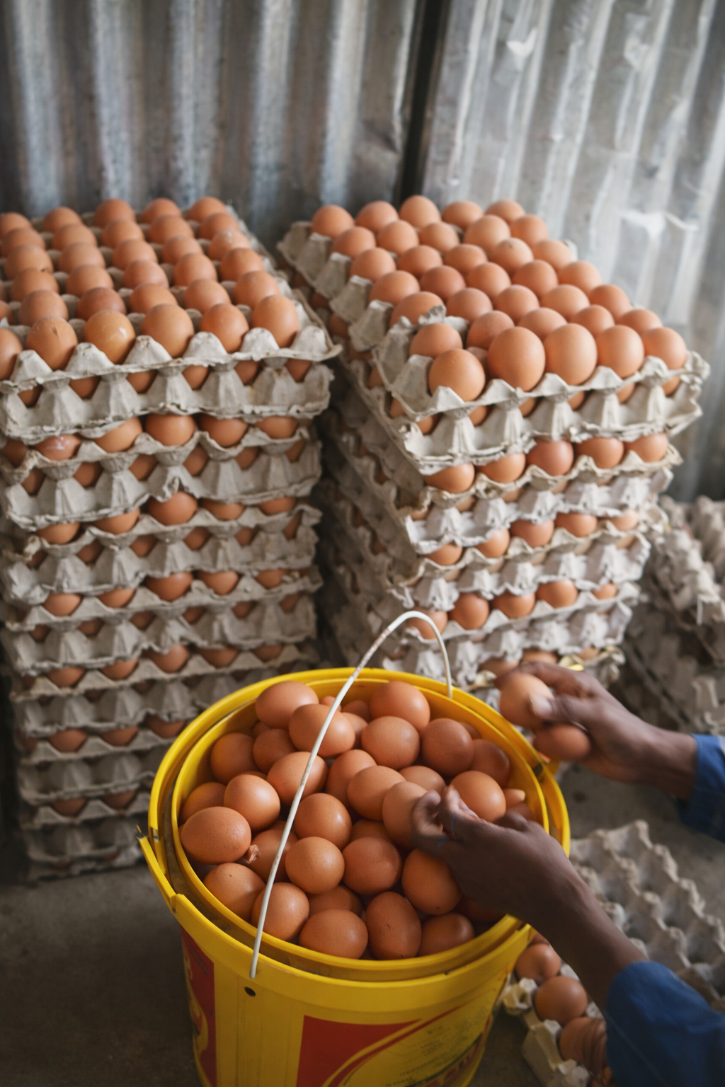 AL NUR Poultry Farm