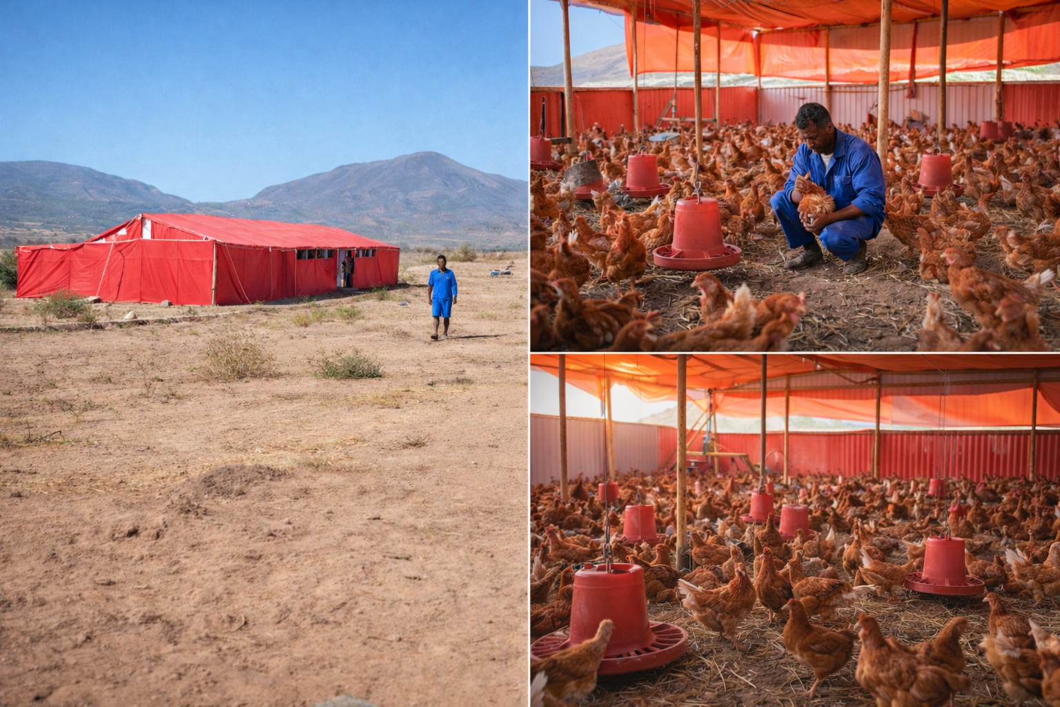 AL NUR Poultry Farm