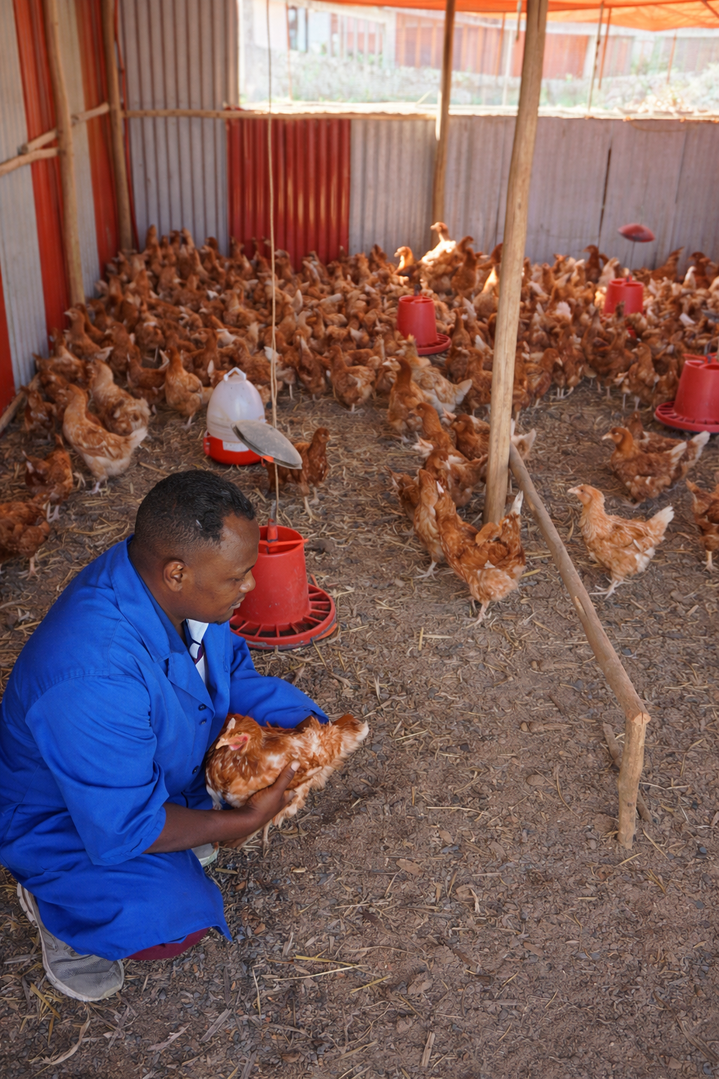AL NUR Poultry Farm